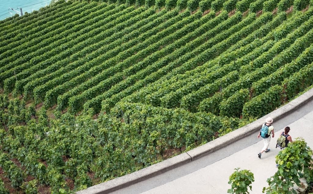 Promeneurs au pied d’un coteau de vignes